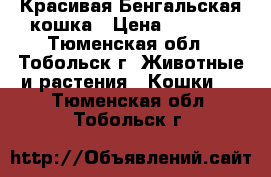 Красивая Бенгальская кошка › Цена ­ 7 000 - Тюменская обл., Тобольск г. Животные и растения » Кошки   . Тюменская обл.,Тобольск г.